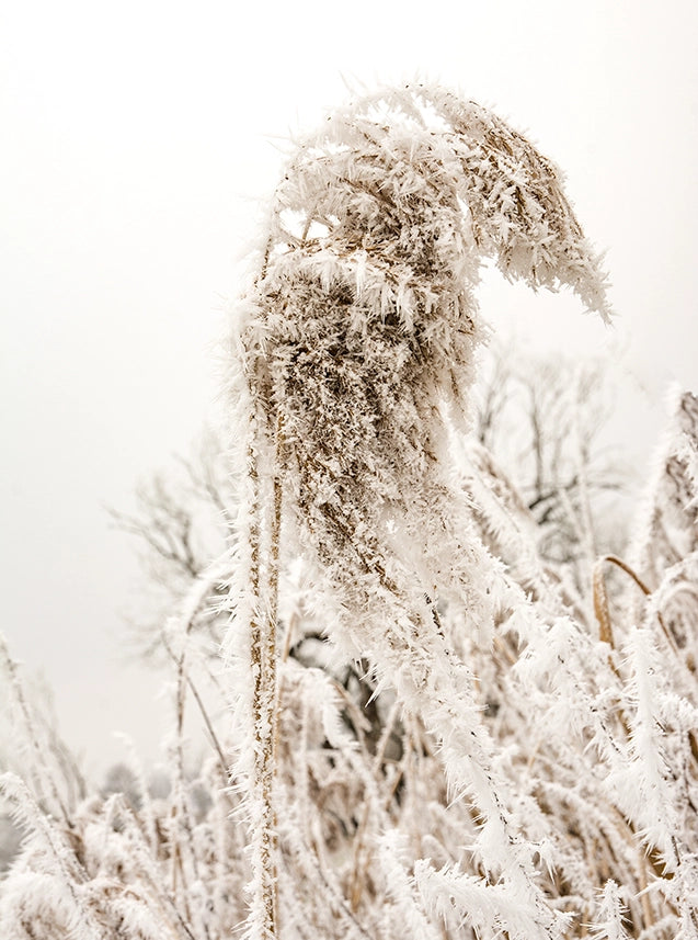 Closeup Frozen Reed