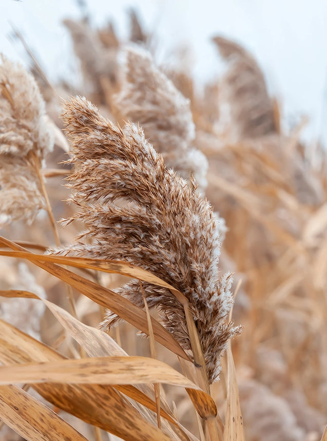 Dry Reeds