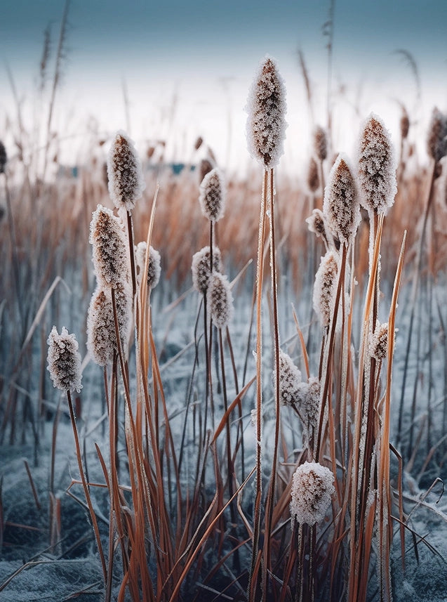 Frozen Reeds