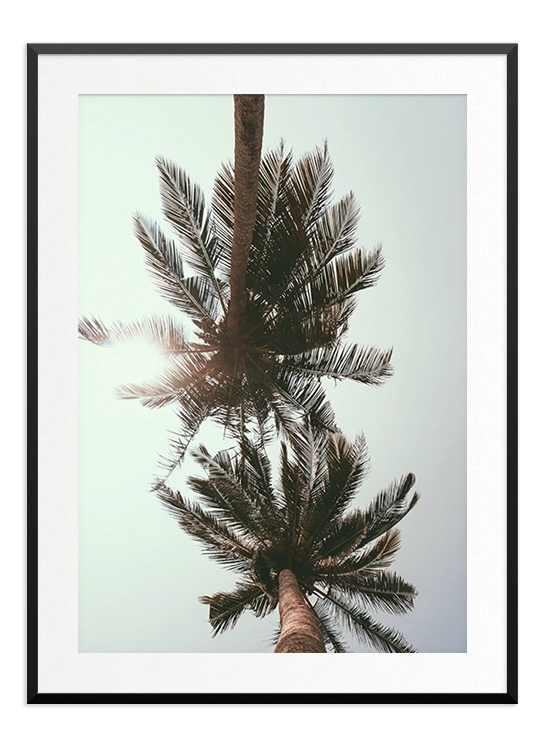 Palm Tree