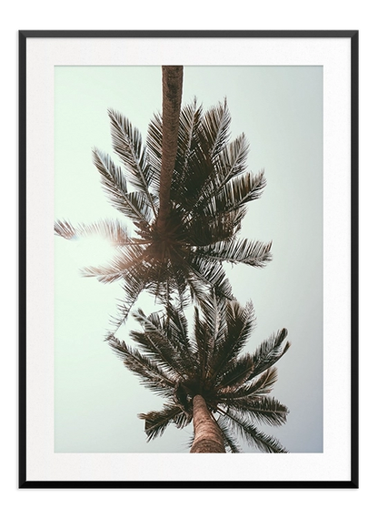 Palm Tree