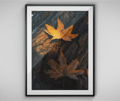 Falling Leaf