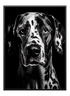 Black and White Dog Poster - Wallpicture