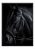 Black Horse - Wallpicture