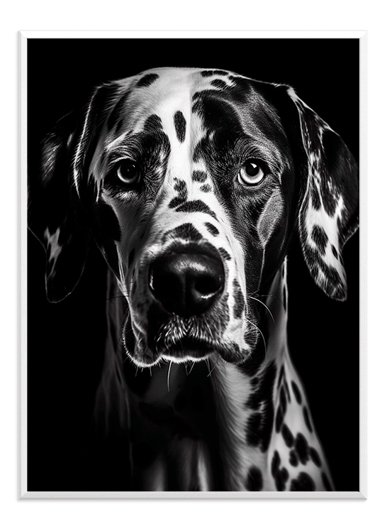 Black &amp; White Dog - Wallpicture