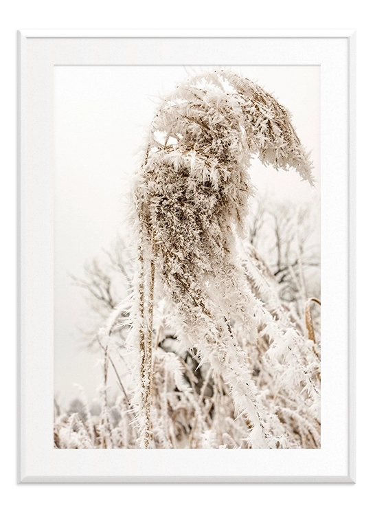 Closeup Frozen Reed - Wallpicture