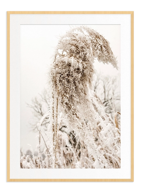 Closeup Frozen Reed - Wallpicture