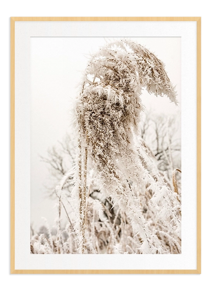 Closeup Frozen Reed - Wallpicture