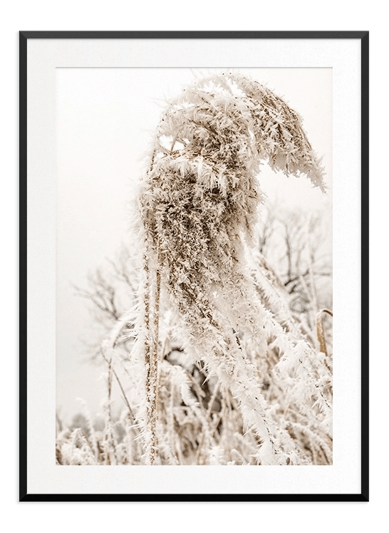 Closeup Frozen Reed - Wallpicture