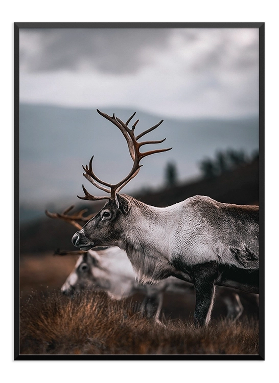 Deer Poster - Wallpicture