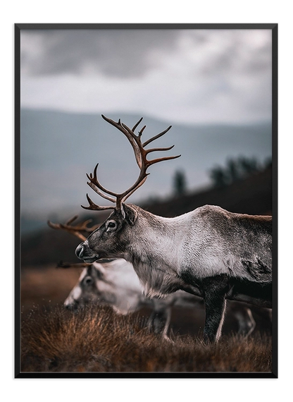 Deer Poster - Wallpicture