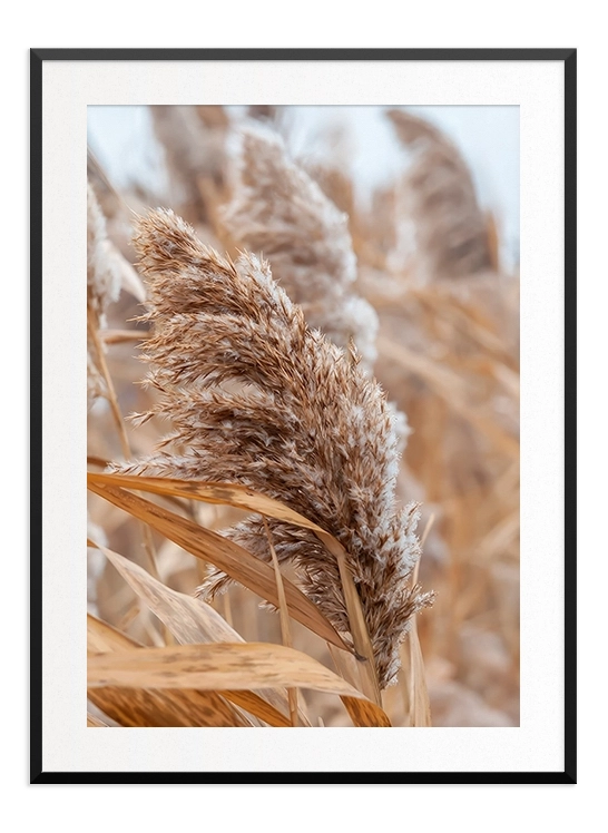 Dry Reeds Poster - Wallpicture