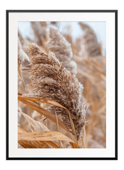 Dry Reeds Poster - Wallpicture