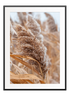 Dry Reeds Poster - Wallpicture