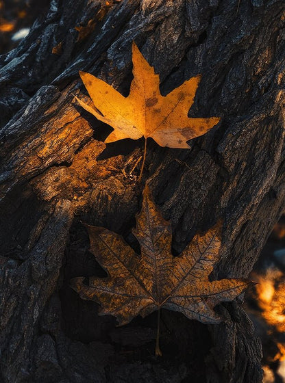 Falling Leaf - Wallpicture