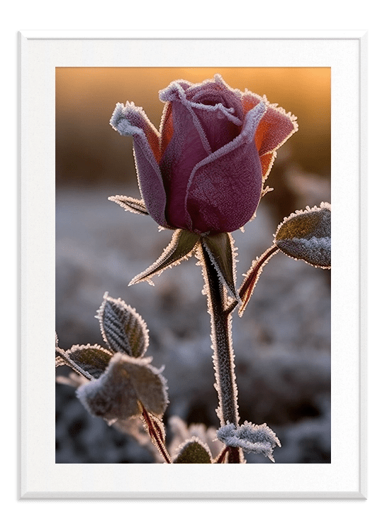 Frosty Rose - Wallpicture