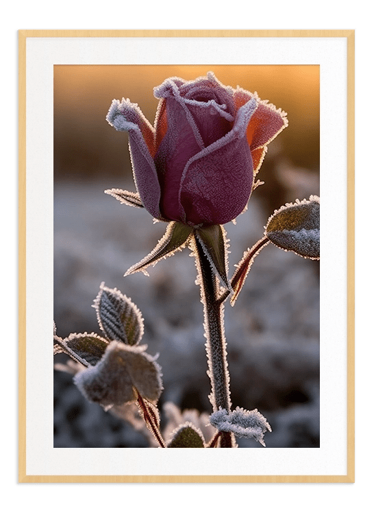 Frosty Rose - Wallpicture