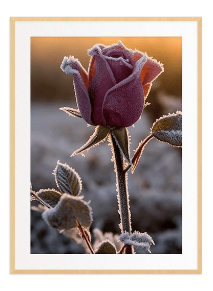 Frosty Rose - Wallpicture