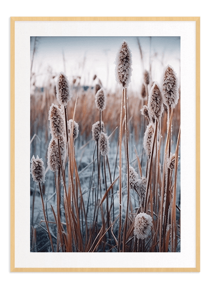 Frozen Reeds - Wallpicture