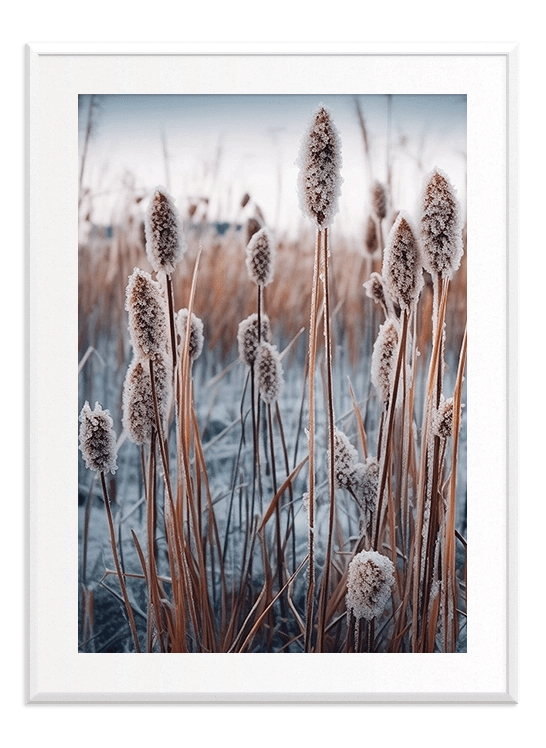 Frozen Reeds - Wallpicture