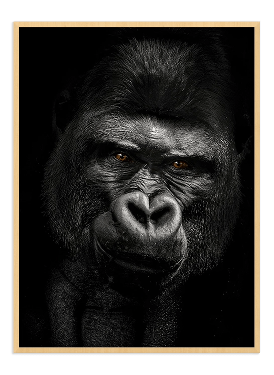 Gorilla - Wallpicture