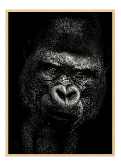 Gorilla - Wallpicture