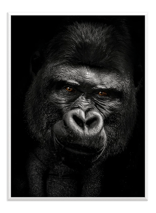 Gorilla - Wallpicture