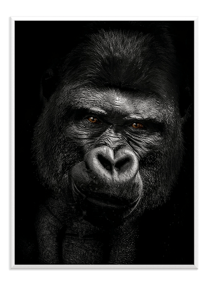 Gorilla - Wallpicture