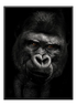 Gorilla Poster - Wallpicture