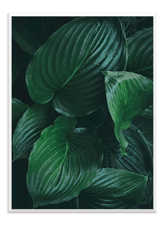 Green leaves - Wallpicture