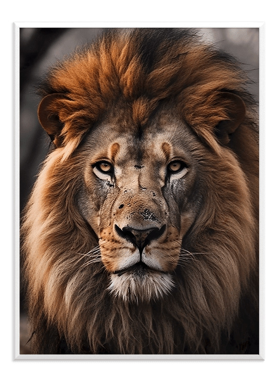 Lion - Wallpicture