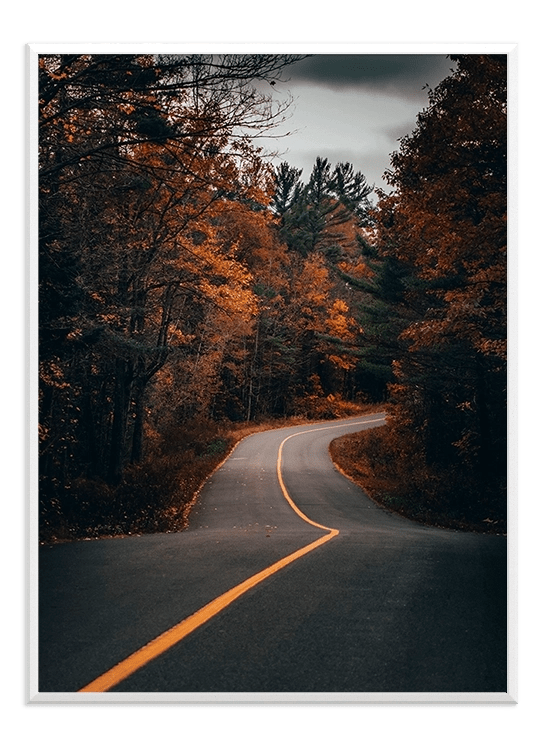 Road Forest - Wallpicture