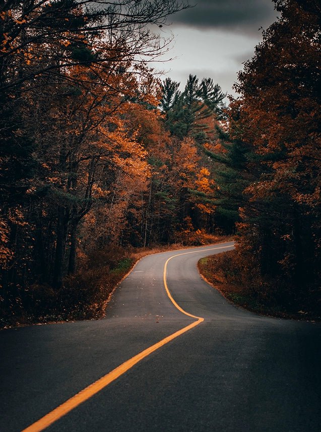 Road Forest - Wallpicture