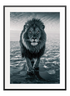 Walking Lion Poster - Wallpicture