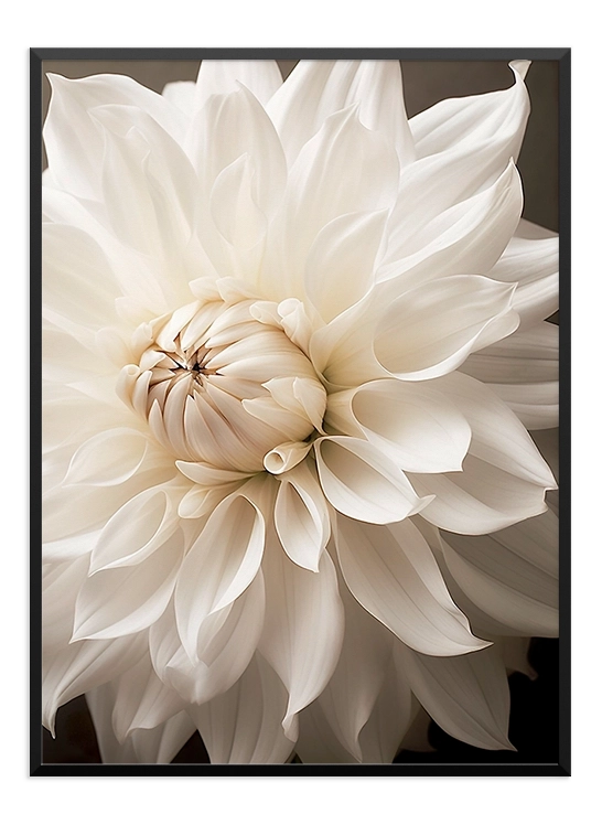 White Dahlia Poster - Wallpicture